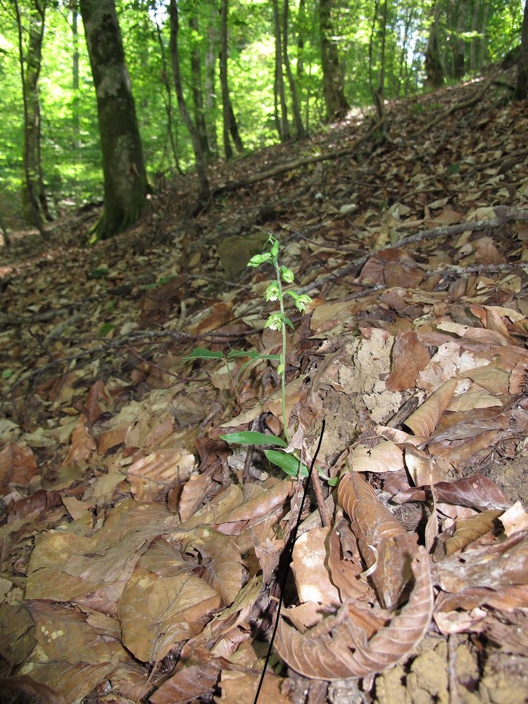 Image of Epipactis pontica specimen.