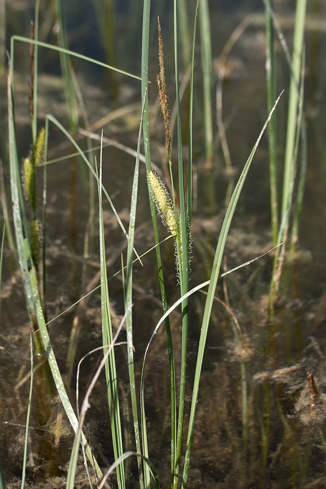 Image of Carex rostrata specimen.