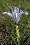 Iris tenuifolia