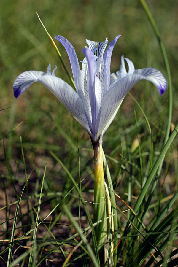 Изображение особи Iris tenuifolia.