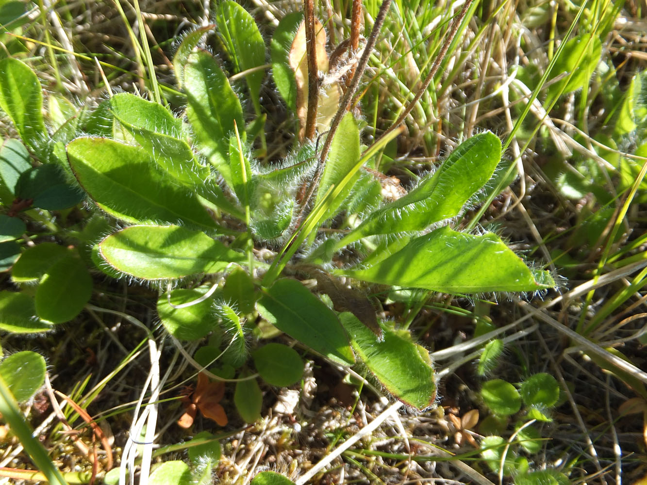 Изображение особи Pilosella laticeps.