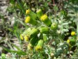 Senecio vulgaris