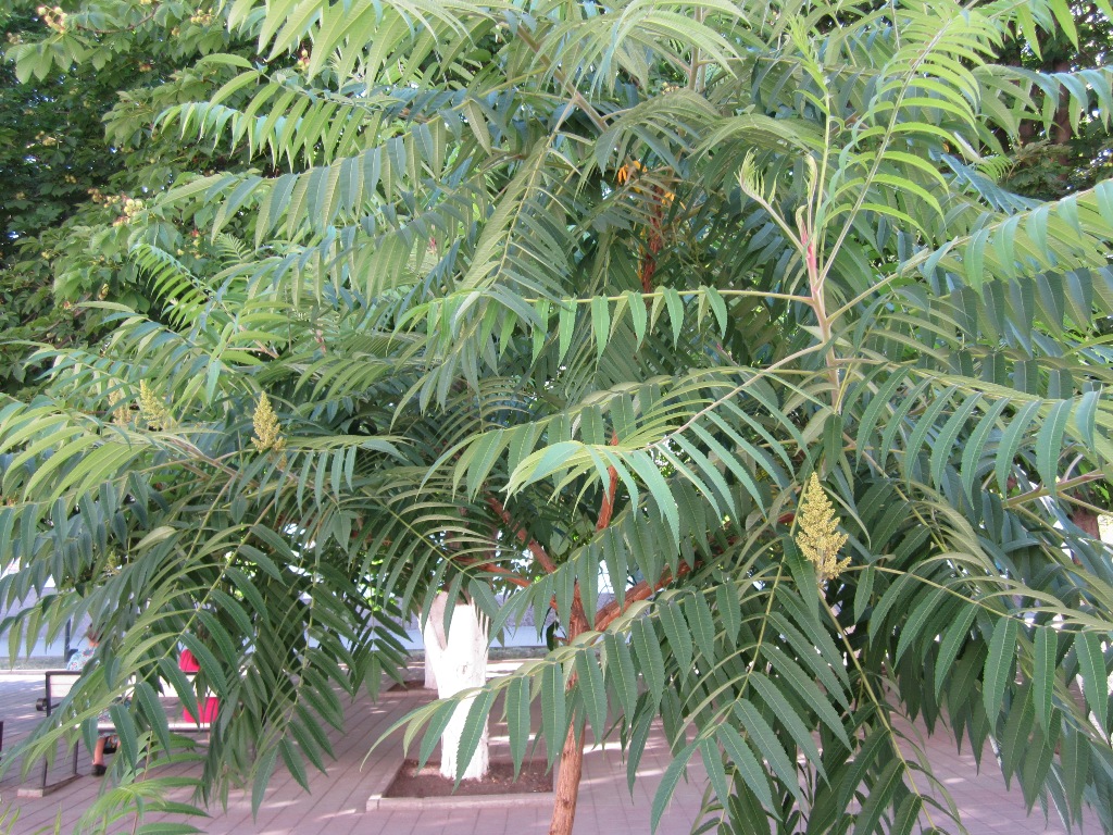Image of Rhus typhina specimen.