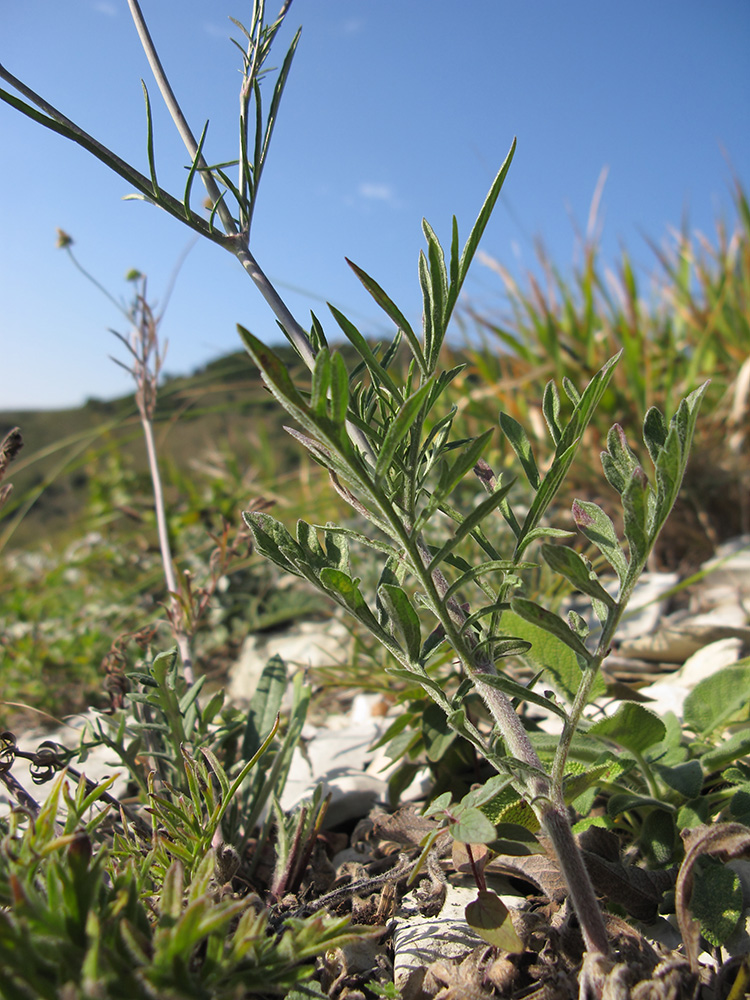 Изображение особи Scabiosa bipinnata.