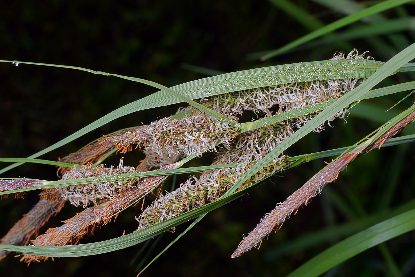 Изображение особи Carex acuta.