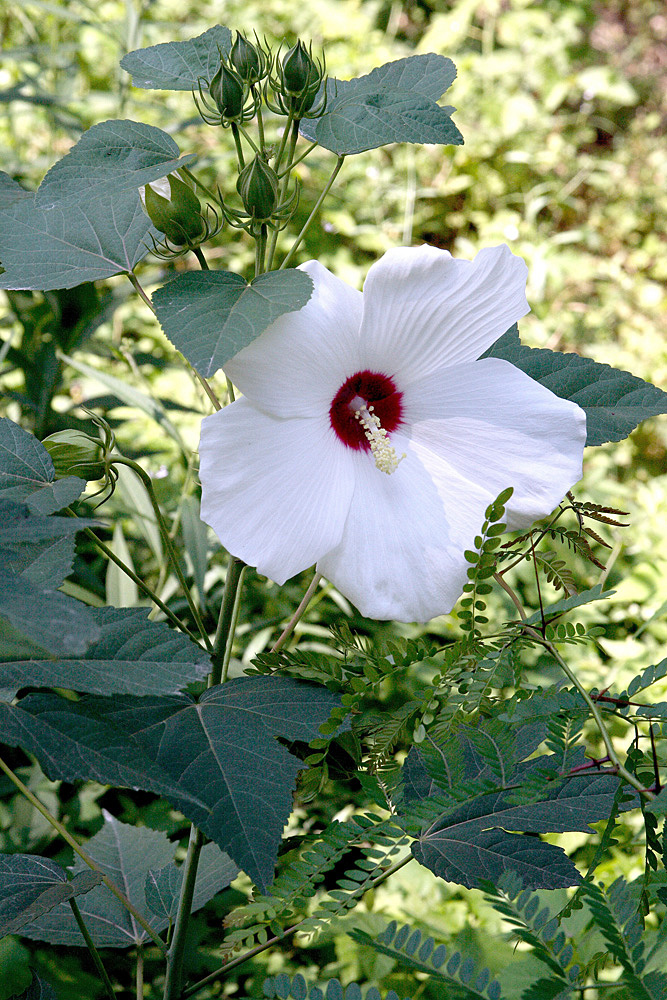 Image of Hibiscus × hybridus specimen.