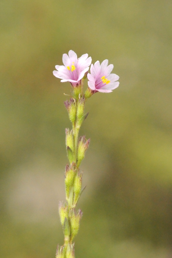 Изображение особи Leptorhabdos parviflora.