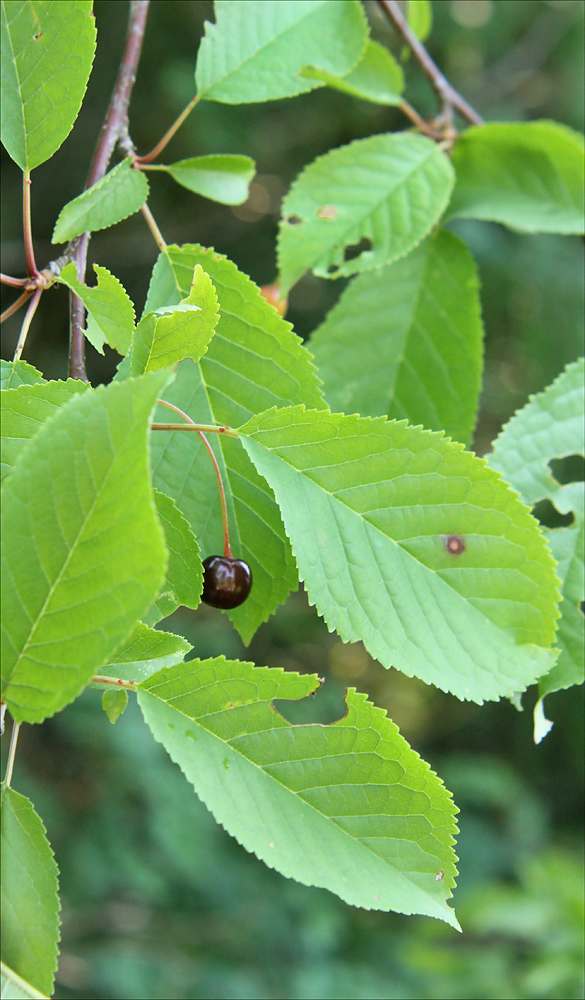 Image of Cerasus avium specimen.