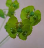 Image of taxon representative. Author is Наталия Шульц