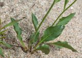 genus Hieracium. Нижняя часть зацветающего растения. Карелия, песчаный пляж одного из островов на оз. Топозеро. 12.06.2013.