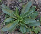 genus Centaurium