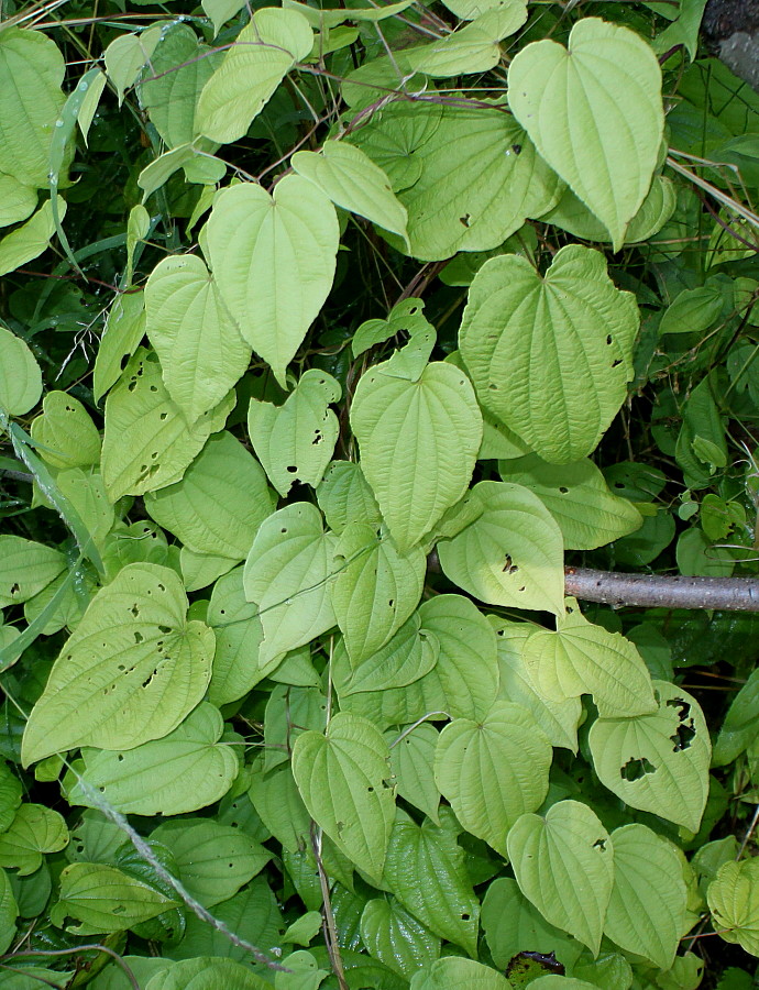 Изображение особи Dioscorea villosa.