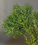 Cryptomeria japonica. Верхняя часть ветки ('Villmoriniana'). Германия, г. Essen, Grugapark. 10.12.2013.