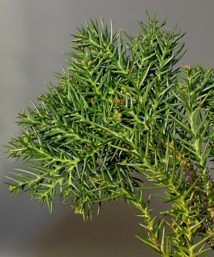 Image of Cryptomeria japonica specimen.