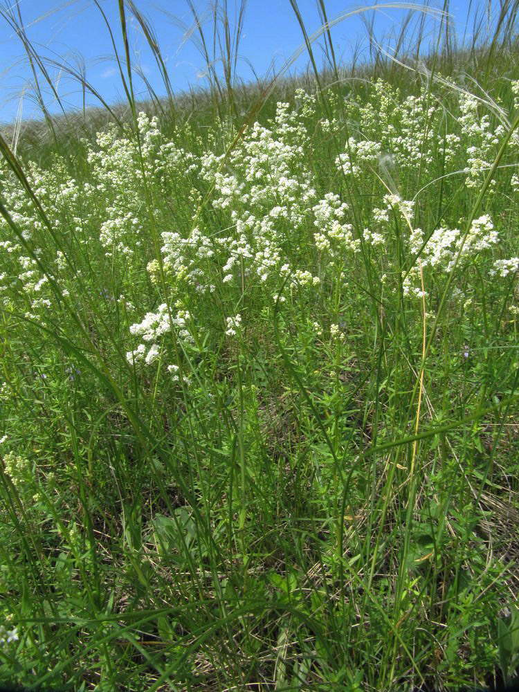 Изображение особи Galium boreale.