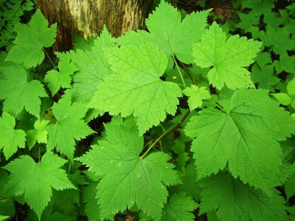 Image of Ribes sachalinense specimen.