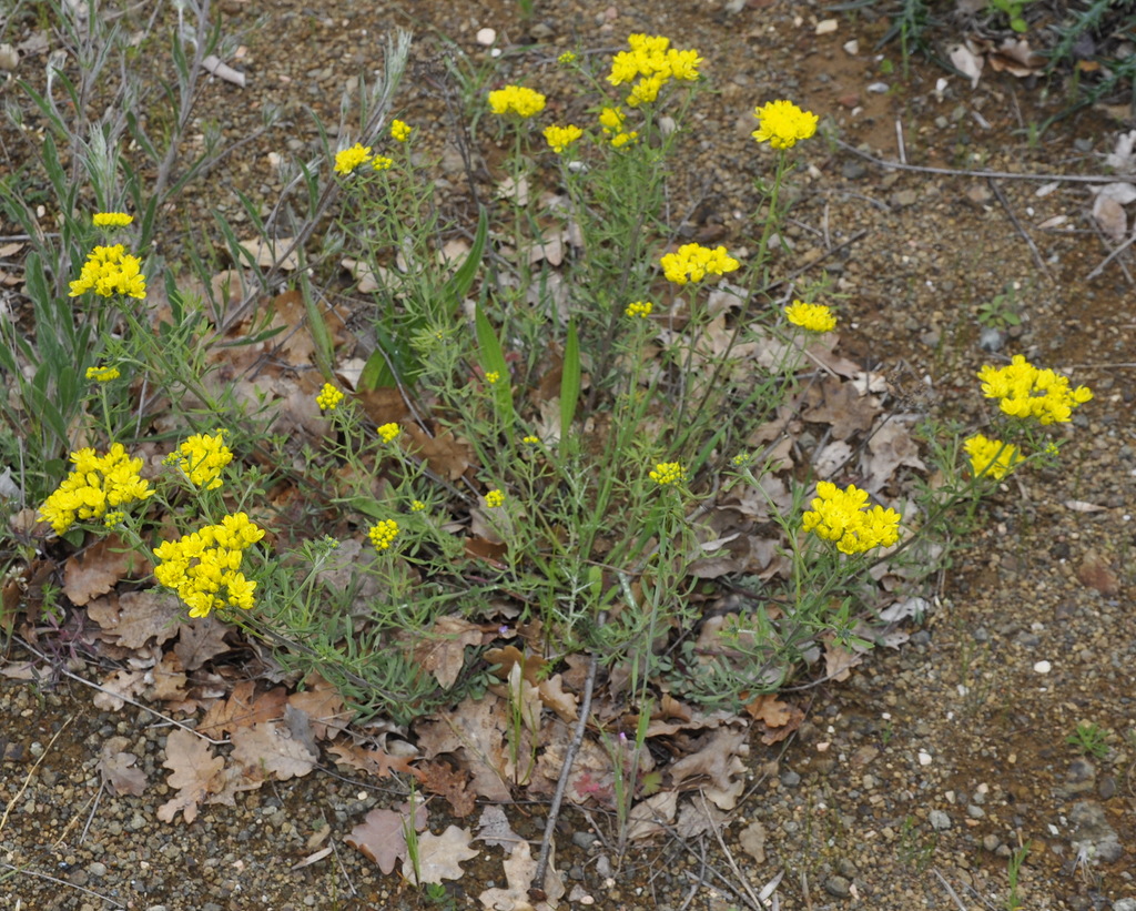 Image of Haplophyllum coronatum specimen.