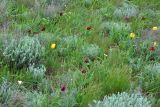 Tulipa suaveolens