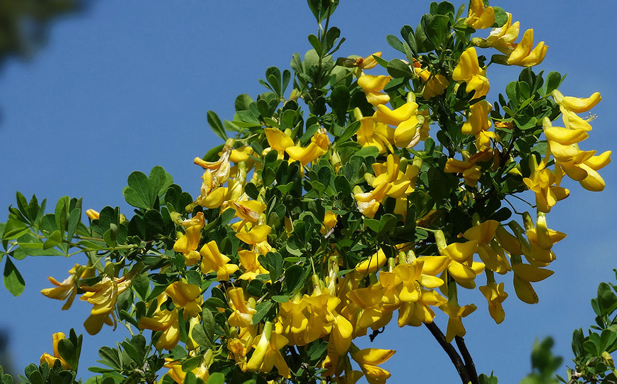 Image of Caragana frutex specimen.