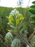 Astragalus dasyanthus