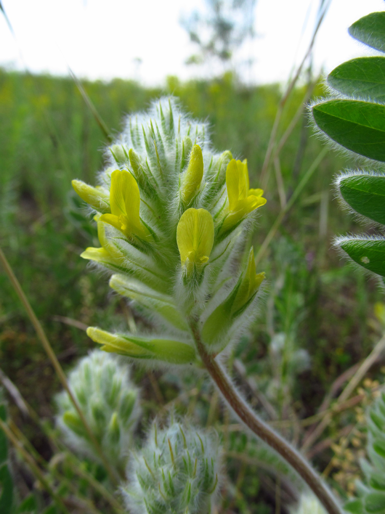 Image of Astragalus dasyanthus specimen.