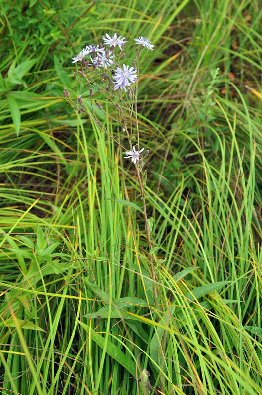 Изображение особи Lactuca sibirica.