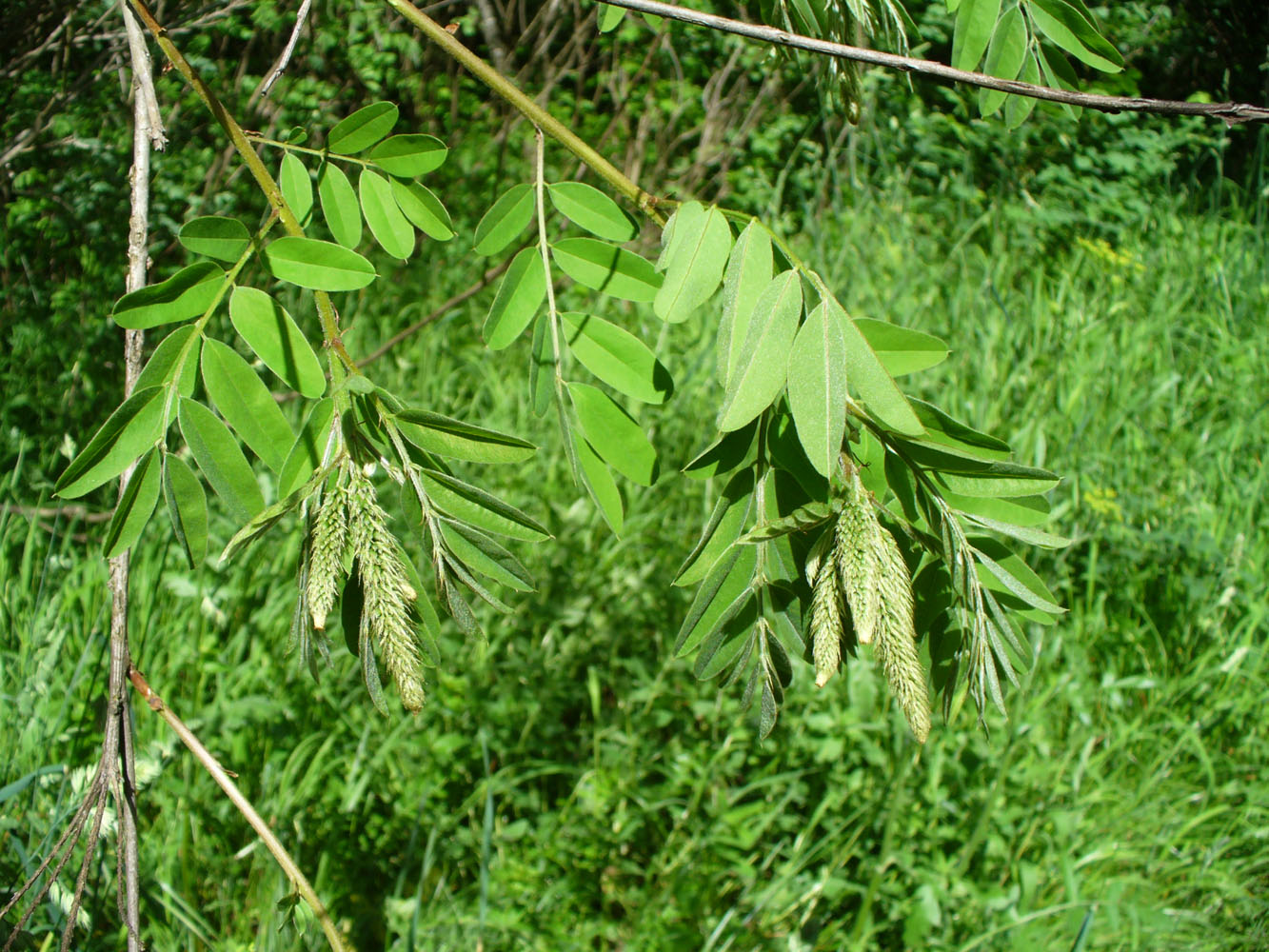 Image of Amorpha fruticosa specimen.