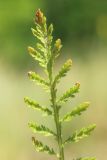 Achillea nobilis. Лист. Ростовская обл., Неклиновский р-н, Николаевское с/п, балка. 19.06.2014.