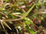 Stellaria graminea