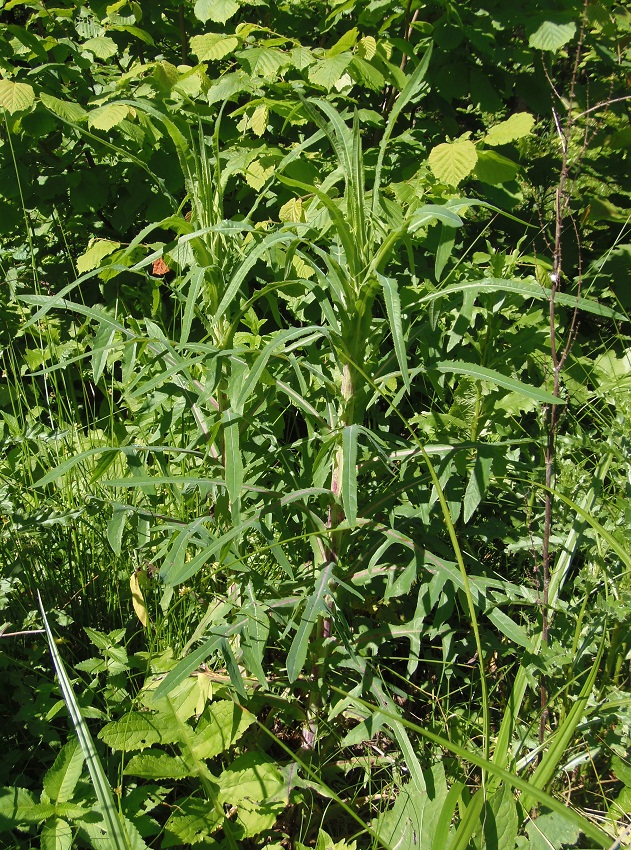 Изображение особи Sonchus palustris.