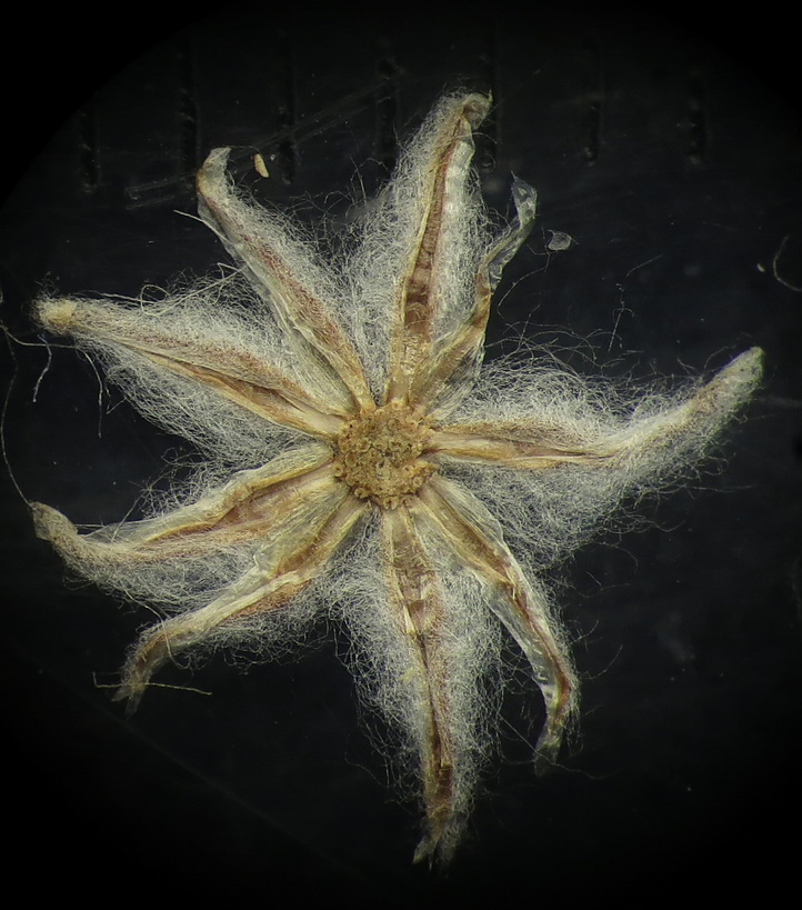 Image of Filago arvensis specimen.