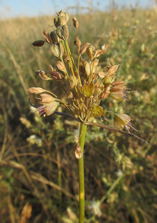 Image of Allium paczoskianum specimen.