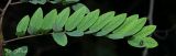 Robinia viscosa