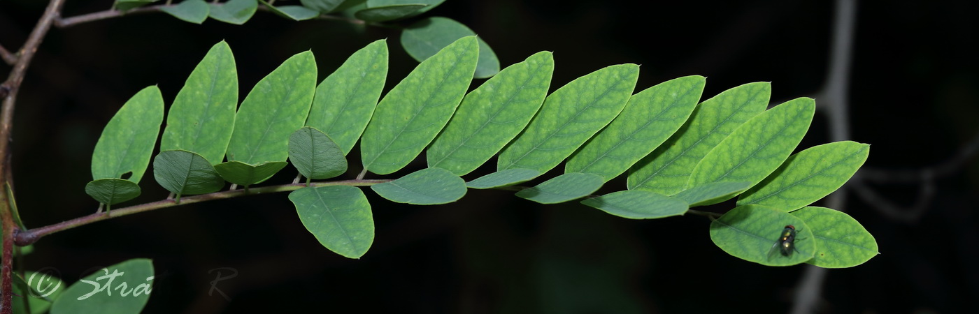 Image of Robinia viscosa specimen.