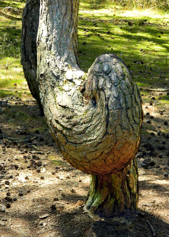 Изображение особи Pinus sylvestris.