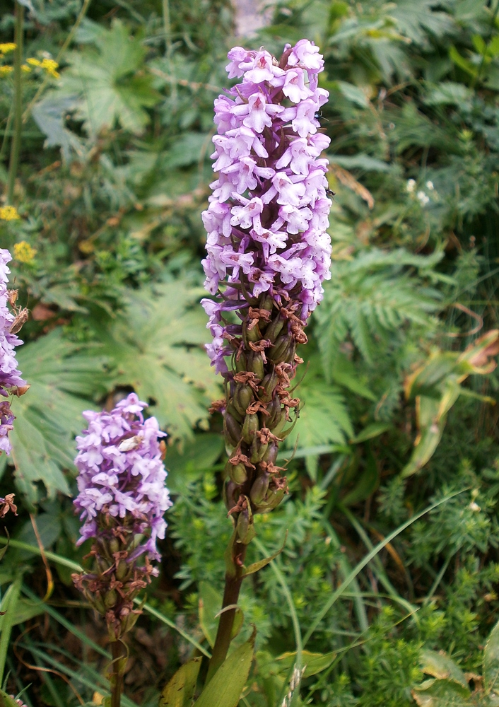 Image of Gymnadenia conopsea specimen.