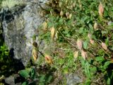 Helianthemum arcticum