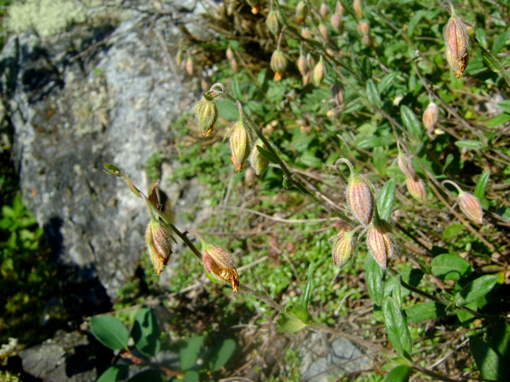 Изображение особи Helianthemum arcticum.