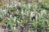 Salix glauca. Плодоносящее растение. Кольский полуостров, Восточный Мурман, пос. Дальние Зеленцы, мыс Аварийный. 22.07.2009.
