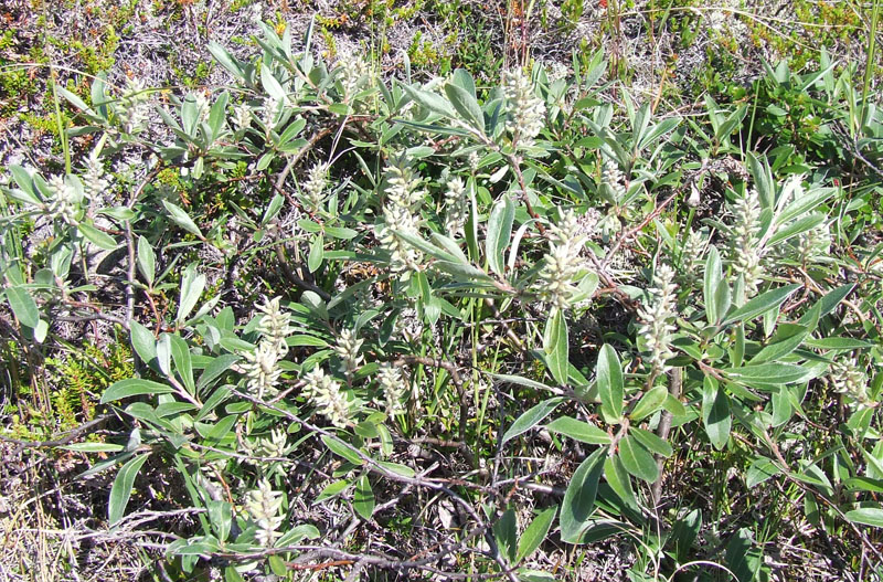 Image of Salix glauca specimen.