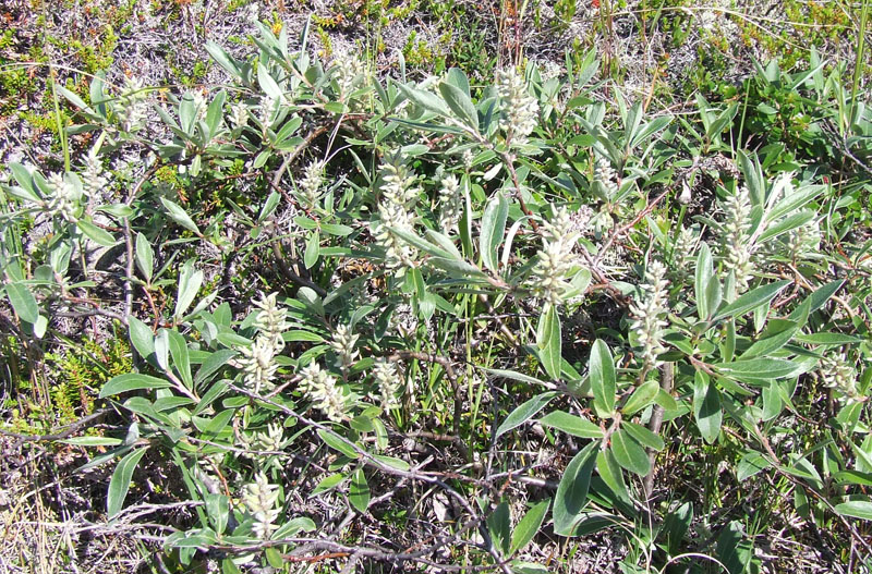 Изображение особи Salix glauca.