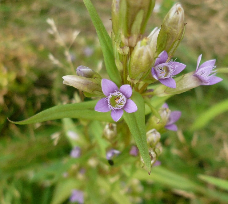 Image of genus Gentianella specimen.