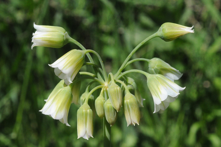 Изображение особи Nectaroscordum bulgaricum.