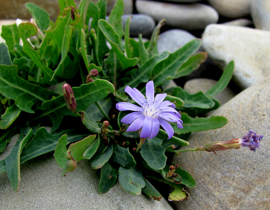 Image of Lactuca tatarica specimen.