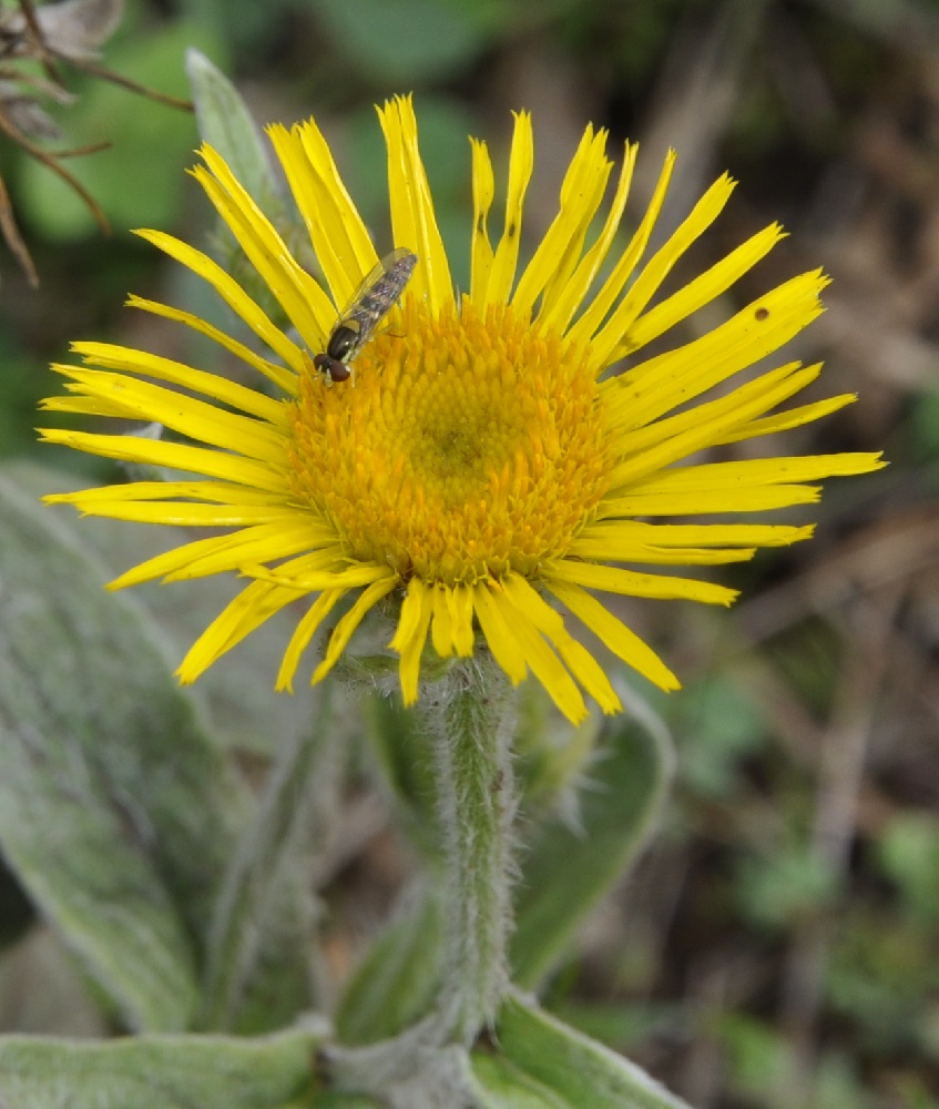 Изображение особи Inula oculus-christi.