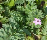 Erodium cicutarium. Цветок и листья. Амурская обл., Благовещенск, газон. 26.09.2014.