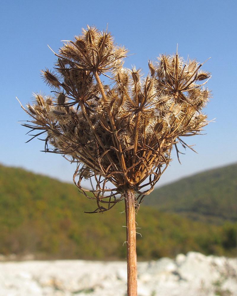 Изображение особи Daucus carota.