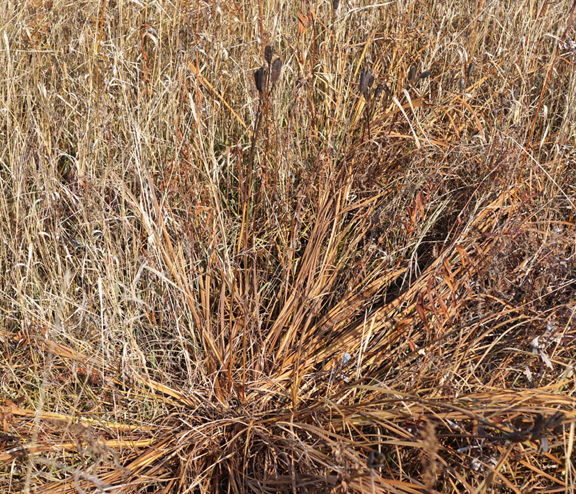 Image of Iris sanguinea specimen.