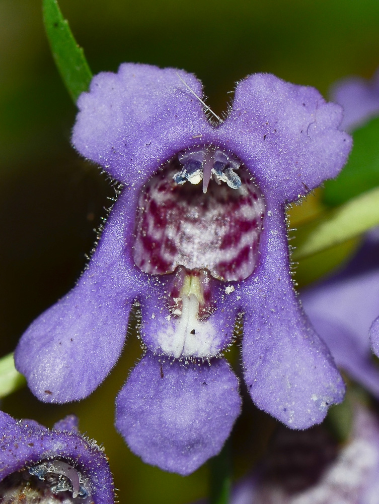 Image of Angelonia angustifolia specimen.