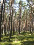 Pinus sylvestris. Бор-зеленомошник на песках. Окр. пос. Сосново, Ленинградская обл., 10 августа 2008 г.